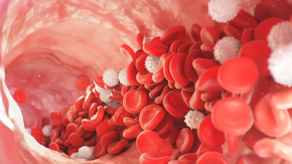 Red blood cells in circulation